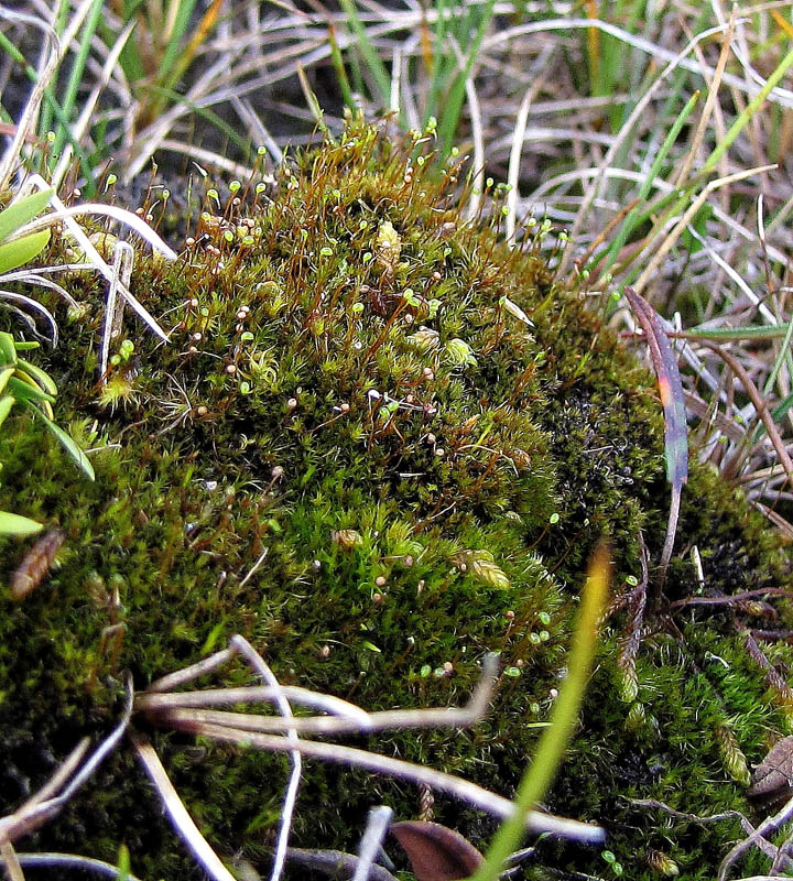 Catoscopium nigritum